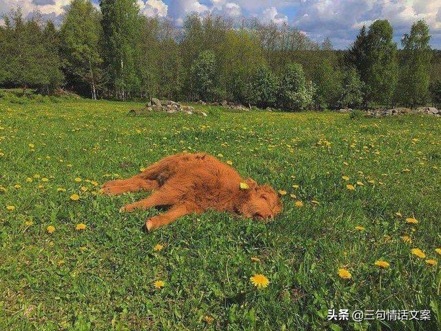 五月温馨晚安句子，经典文案，温暖身心