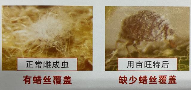 杀扑磷禁用、毒死蜱抗性大，蚧壳虫有蜡质层难打？可试试螺虫乙酯8