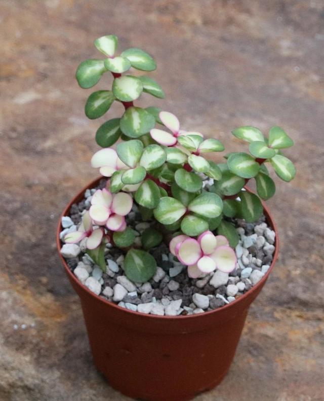 金枝玉叶植物