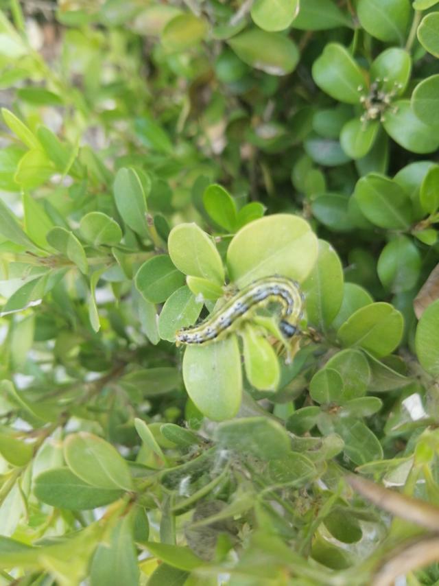 黄杨类植物的危险性害虫—黄杨绢野螟如何防治？1