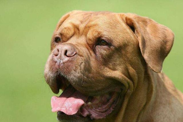 波尔多犬图片哪里有卖波尔多獒的