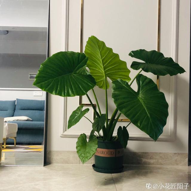 植物图片及名称大全（80种常见植物图解）(12)