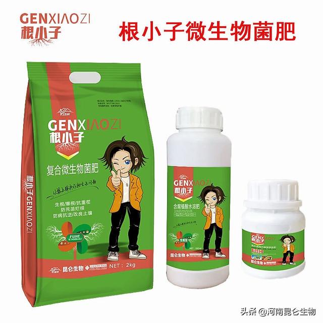 豆角根腐病用什么预防？豆角烂根用什么肥料效果好？抗重茬的防治5