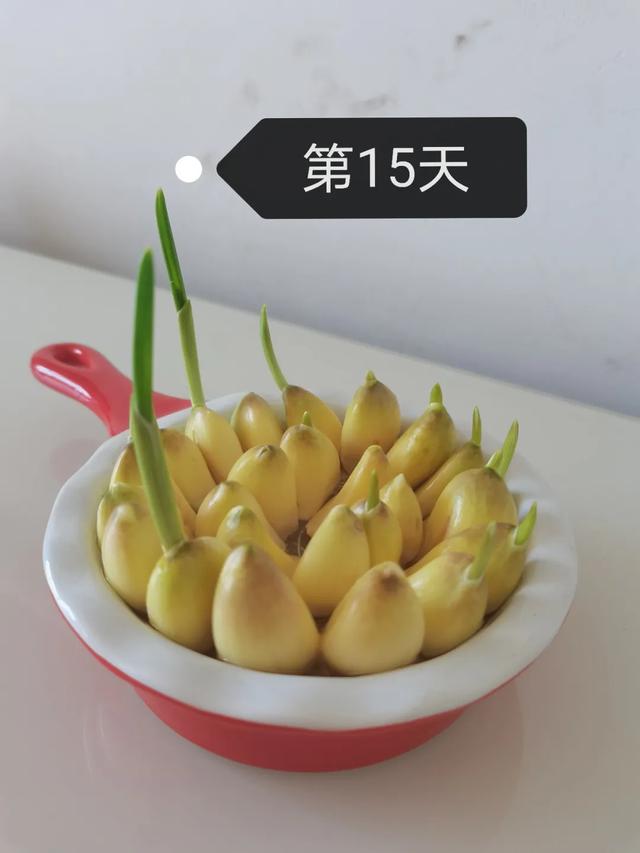 蒜苗的生长过程观察日记