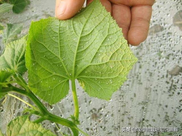 为什么大棚黄瓜生白粉虱，打药几次了过几天虫子又多了起来1