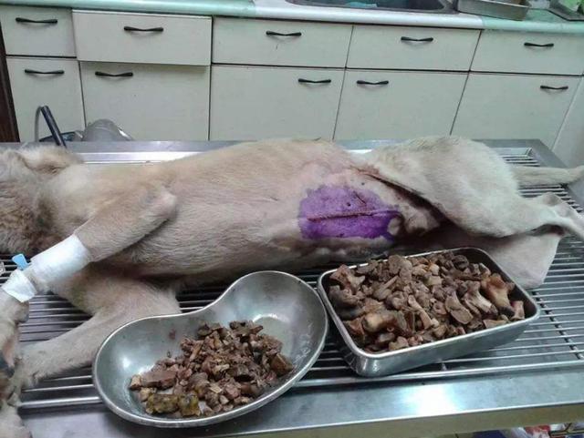 猪磨牙预示什么病 猪磨牙是怎么回事什么毛病