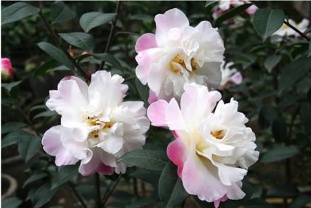 茶花品种 茶花品种（茶花品种紫袍图片） 生活