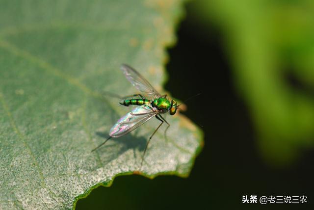 自制家庭杀虫剂，对蚊蝇、跳蚤、蟑螂很管用，非常简单易学8