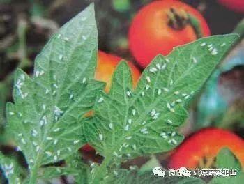 ​番茄抗性小虫危害频发，粉虱、蓟马、红蜘蛛综合防治秘籍3