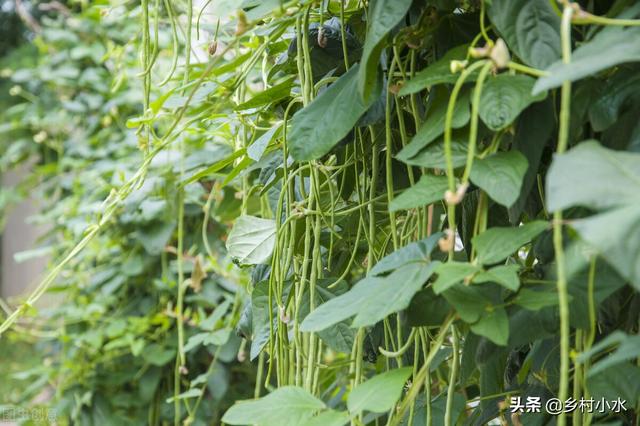 缸豆 缸豆（缸豆高产种植技术） 生活