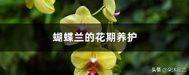 蝴蝶兰几点开花