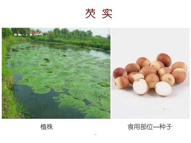 水生植物种类 水生植物种类（水生植物100种） 生活