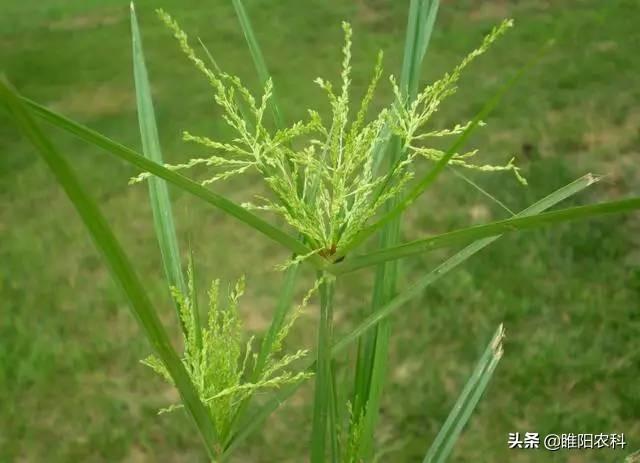 这个除草剂能治几十种杂草，持效期可达60天，用一次管一季4