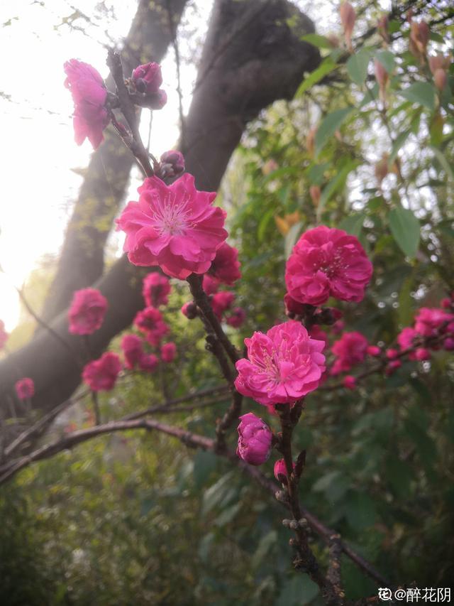 花草图片