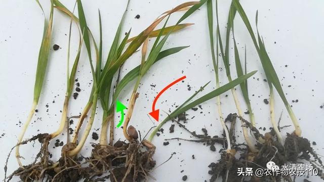 大面积麦苗受冻症状显现，视苗情长势酌情救护2