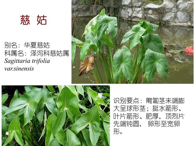 水生植物 水生植物（水生植物种植施工方案） 生活