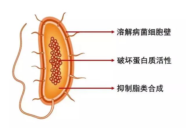细菌性病害日渐猖獗，教你如何选择靠谱的杀菌剂11