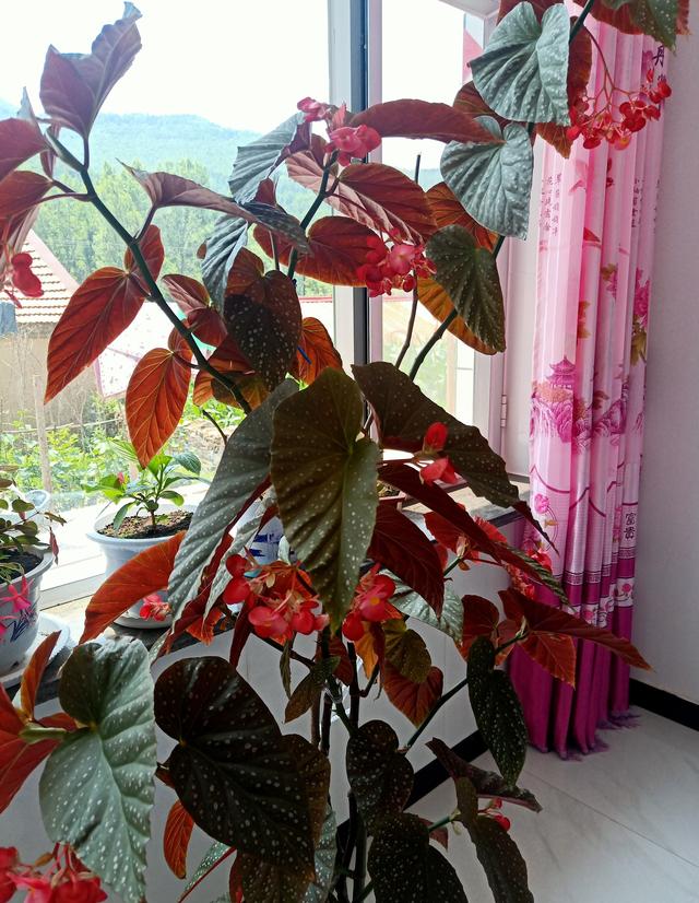 竹节海棠
