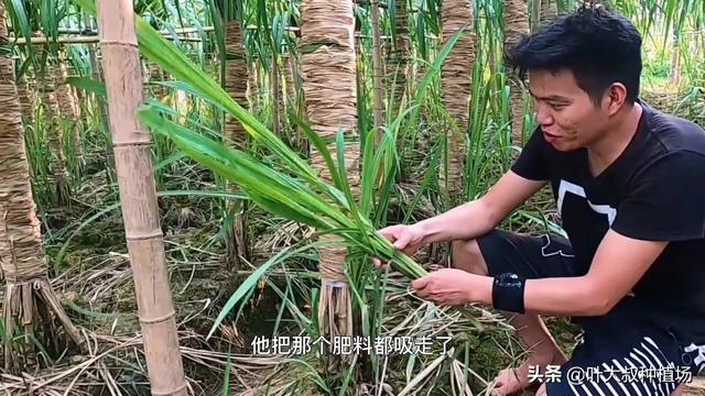 甘蔗种植长出侧芽苗是什么原因？怎么处理，叶大叔告诉您解决方法