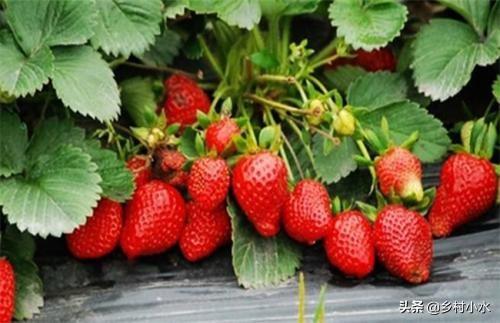 草莓的种植方法和技术 草莓的种植方法和技术（大棚草莓的种植方法和技术） 生活