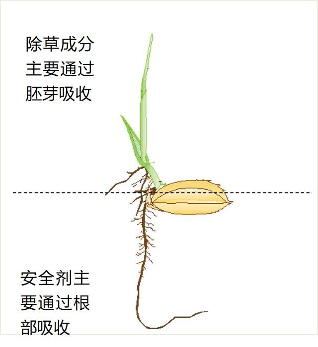 你知道如何正确“避雷”吗？水稻田除草剂药害识别与规避（一）1