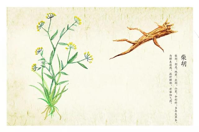 盘点养肝护肝宜用的6种中草药