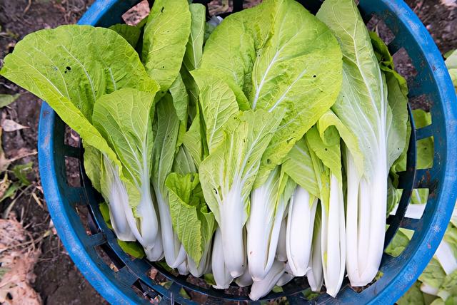 小白菜是高钙蔬菜 还助解毒 4招避免农药下肚2