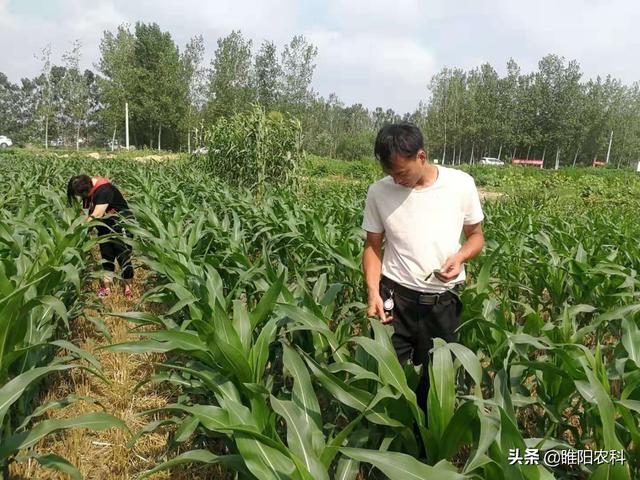 这几个配方对100多种真菌、细菌病害都具有保护、治疗和铲除作用6