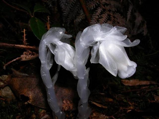 死亡之花