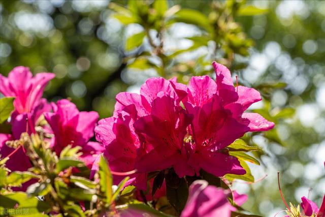 杜鹃花是否有毒