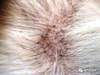 外阴表皮角化不全什么意思