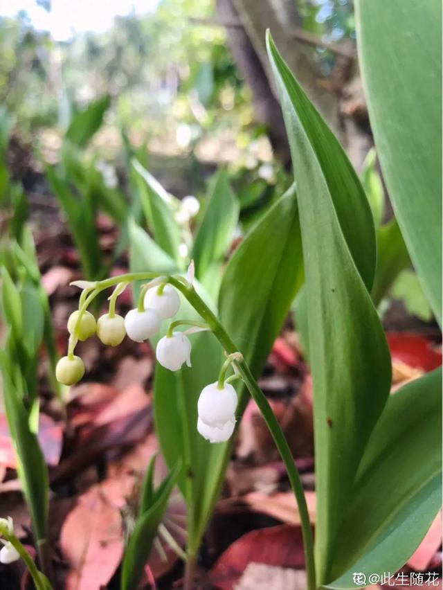 铃兰花图片