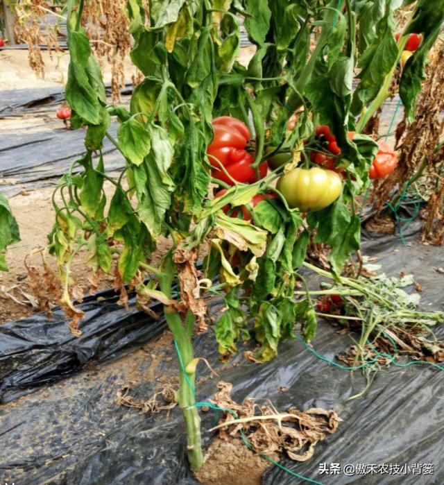 种植瓜果蔬菜，如何解决死苗死棵、烂根烂茎、萎枯猝倒的难题？12