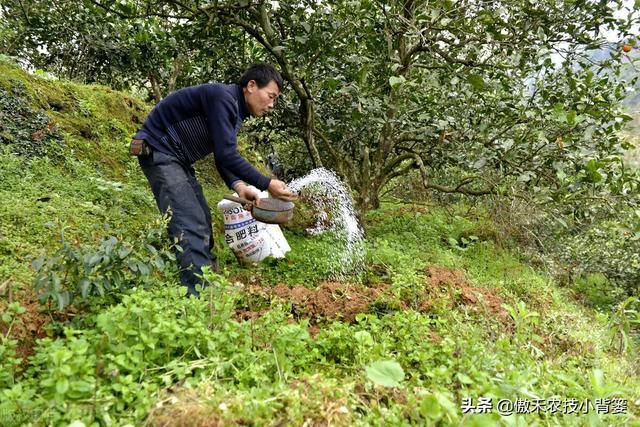 果树秋季底肥要早施：什么时间施肥、怎样施肥的效果最好？5