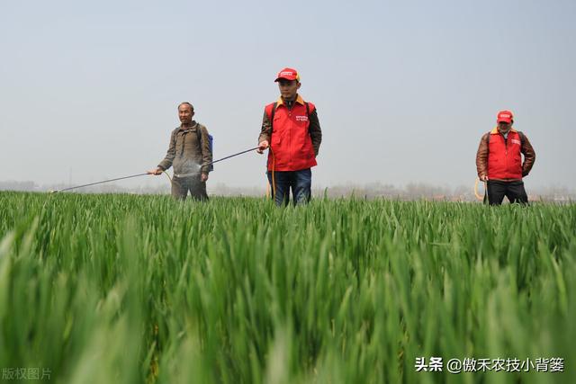 小麦春季要重防纹枯病、赤霉病、白粉病和锈病，打药配方请收好7