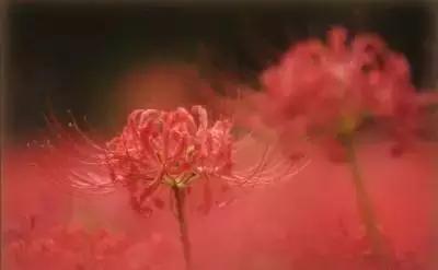 50种浪漫鲜花花语大全 50种浪漫鲜花花语大全（50种浪漫鲜花花语大全图片） 生活