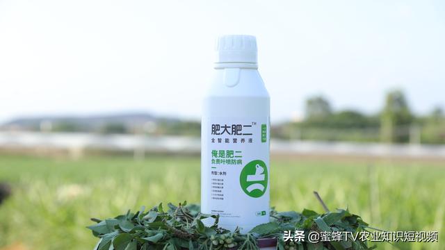 蔬菜黄叶病，用这个方法，黄叶不再有长势健壮2