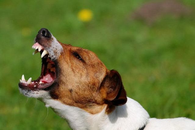 狗狗老是发出咕咕声怎么回事(狗狗肚子有流水声咕咕响)-艾拉狗狗乐园