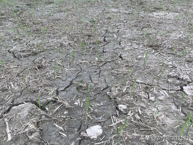 水稻除草加一种东西，除草安全、高效，能省几十元！6