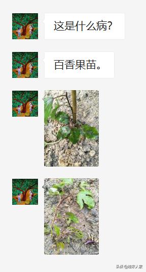 春耕话农技：刚种植下去的百香果苗怎么啦？应该怎么样管理才好？2