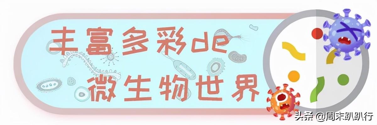 亲子打卡！科学探索，细菌好有趣啊，参观1000+件标本