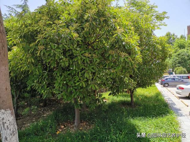 除草，要选对除草剂，你知道精喹禾灵怎么用吗？1