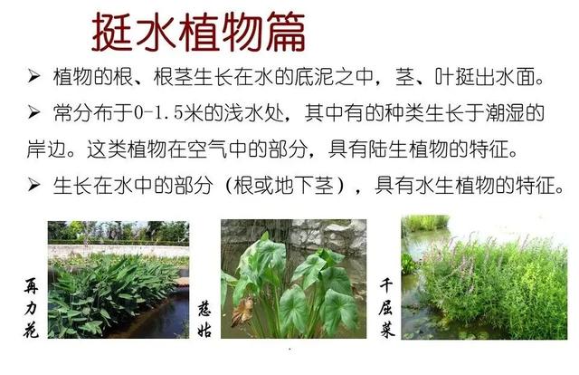 常见水生植物