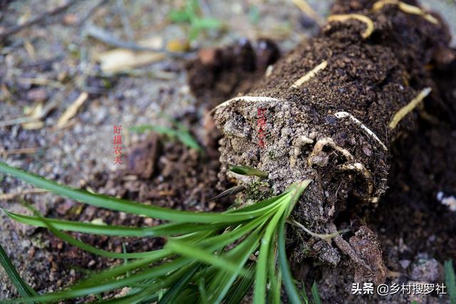 下山兰花