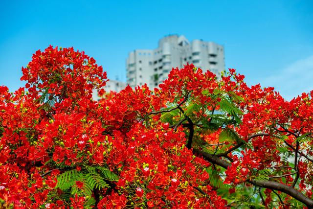 凤凰花