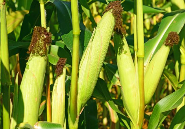 种玉米的农户注意了，玉米该打药了，有三种害虫已发生，危害不小