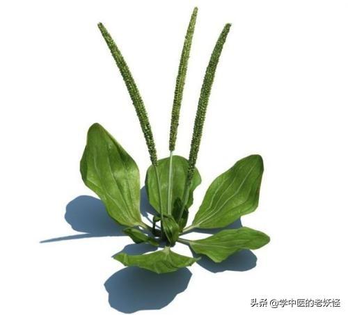 每日一中药——车前子