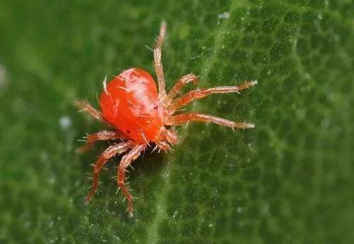 一文讲清防治红蜘蛛常用药剂的性质分类，选药配药更加科学3