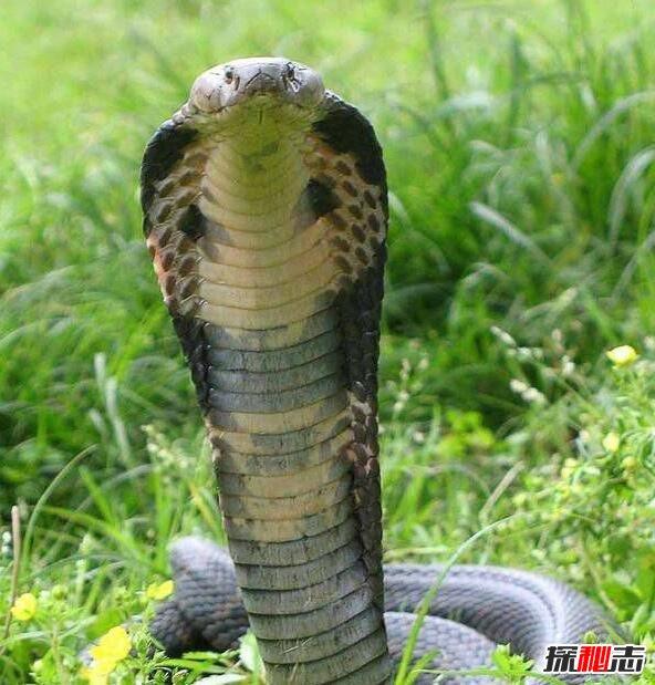 中国50种毒蛇