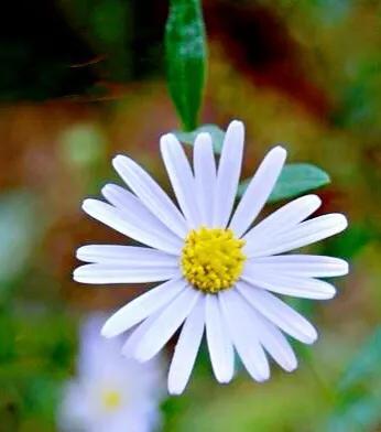 除虫菊 除虫菊（除虫菊花） 生活